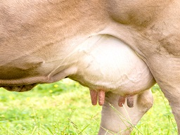 Webinar: Mastitis durch Stress - nicht mit uns!