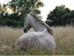 Webinar: Spezialfall Pferd - der Magen-Darm Trakt
