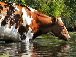 Webinar: Hitzestress - mit den Kühen cool durch den Sommer
