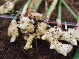 Webinar: Ingwer - aromatisch-scharfe Heilpflanze mit Potential