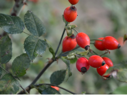 Webinar: Hundsrose - Hagebutten zur Stärkung und bei Gelenkschmerzen