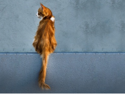 Webinar: Nierenfunktionsstörungen im Zusammenspiel weiterer Organsysteme