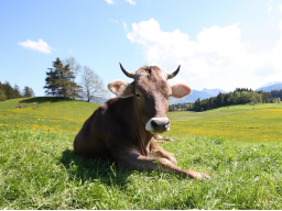 Webinar: Natürlich gesunde Tiere im Biobetrieb