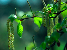 Webinar: Birke - dekorativ, doch als Heilpflanze kaum bekannt