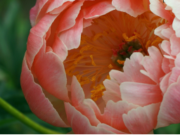 Webinar: Vortrag zum Thema Spirituelle Transformation