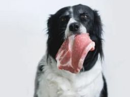Webinar: Ausbildung Hundeernährungsberater*in Block II Rationsberechnung, Barfration