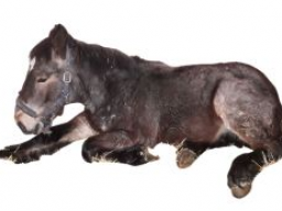 Ausbildung Pferdeernährungsberater/in Block VI, Erkrankungen und Diätetik