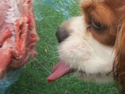Webinar: Ausbildung zum Hundeernährungsberater Kompaktkurs III