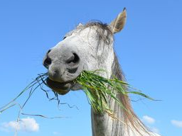 Webinar: Einführung in die Ausbildung zum Pferdeernährungsberater