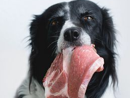 Webinar: Ausbildung zum Hundeernährungsberater Kompaktkurs I