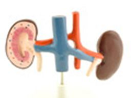 Ausbildung HEB / Gesundheitsberater*in, Block 9 Niere, -erkrankungen, Diätetik