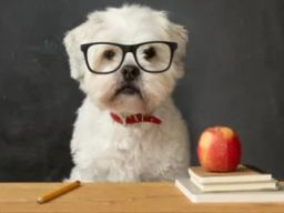 Webinar: kostenloser Infoabend zur Ausbildung Hundeernährungsberater*in