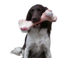 kostenloser Infoabend zur Ausbildung Hundeernährungsberater *in