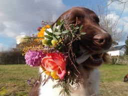 Zwischenprüfung Hundeernährungs- und Gesundheitsberater