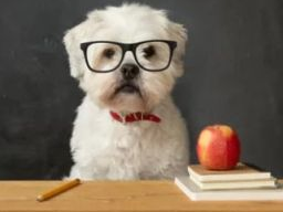 Prüungsblock GesundheitsberaterIn für Hundeernährungsberater (fakultativ)