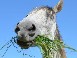 Webinar: Ausbildung zum Pferdeernährungsberater Block I Nährstoffe