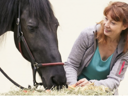 Webinar: kostenloser Infoabend zur Ausbildung Pferdeernährungsberater