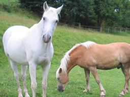 Webinar: Einführung in die Ausbildung Pferdeernährungsberater