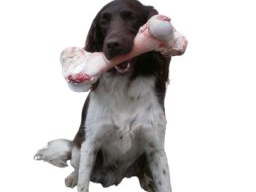 Ausbildung Hundeernährungs- und Gesundheitsberater Block 6