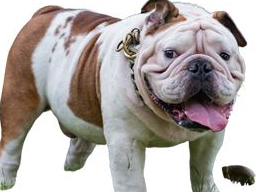 Hundeernährung für Tierphysiotherapeuten
