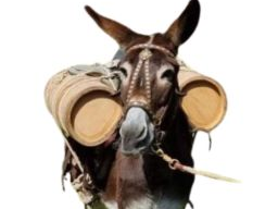 Eselfütterung und Haltung. Was macht den Esel so besonders?