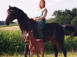 Webinar: Infoabend zur Ausbildung Pferdeernährungsberater