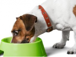 Webinar: Ausbildung zum Hundeernährungsberater Kompaktkurs II