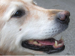 Webinar: Hundeernährungs- und Gesundheitsberater Teil 3 Übergewicht, Senior, Allergie etc.