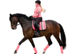 Ausbildung Pferdeernährungsberater*in Block V, Fütterung bei Leistung