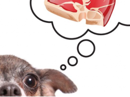 Webinar: Infoabend zur Ausbildung Hundeernährungsberater