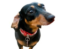 kostenloser Infoabend zur Ausbildung Hundeernährungsberater*in