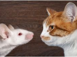 Katzenernährung - Zusatz für Hundeernährungsberater