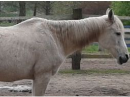 Webinar: Ausbildung zum Pferdeernährungsberater Block VI Erkrankungen und Diätetik