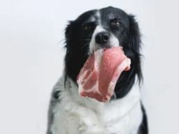 Webinar: kostenloser Infoabend Ausbildung Hundeernährungsberater und Gesundheitsberater*in