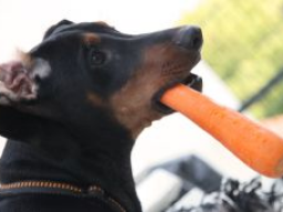 Webinar: kostenloser Infoabend Ausbildung Hundeernährungs- und Gesundheitsberater*in