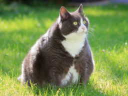 Ausbildung zur Katzenernährungsberaterin Block V Sonderfälle und Diätetik