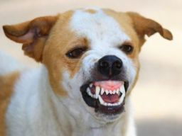 Hundeernährungsberater / Gesundheitsberater*in, Block 11 Hormone und Verhalten