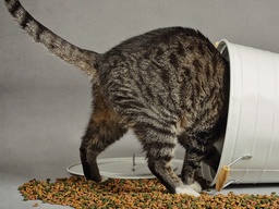 Webinar: Ausbildung zum Katzenernährungsberater, Block III Fertigfutter