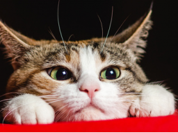 Webinar: Einführung in die Ausbildung Katzenernährungsberater