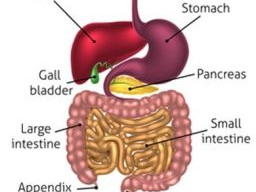 Ausbildung Hundeernährungs- und Gesundheitsberater Block 10