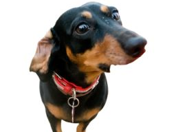 Webinar: Gesundheitsberater für Hundeernährungsberater*innen Teil VIII