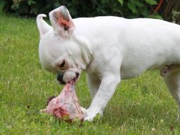 Webinar: Ausbildung zum Hundeernährungsberater Block IV - Barf Verdauung Sonderfälle