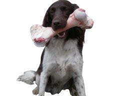 Webinar: Ausbildung Hundeernährungsberater*in Block I Nährstoffe