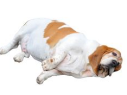 Ausbildung Hundeernährungsberater / Gesundheitsberater, Block 4 Sonderfälle
