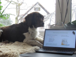 Webinar: Gesundheitsberater für Hundeernährungsberater*innen Teil I Praxisfälle