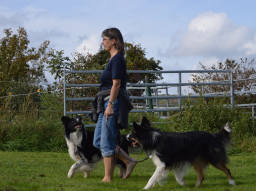 Webinar: Entspannte Hundebegegnungen