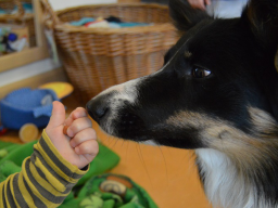 Webinar: Einführungsseminar "Hunde in sozialen Einrichtungen"