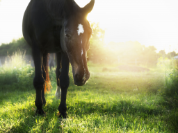 Webinar: Das alte Pferd in der Homöopathie