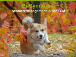 Webinar: Bi-Syndrome in der TCVM: Wesen und Therapiestrategien