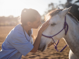Webinar: Hauterkrankungen der Pferde homöopathisch behandeln